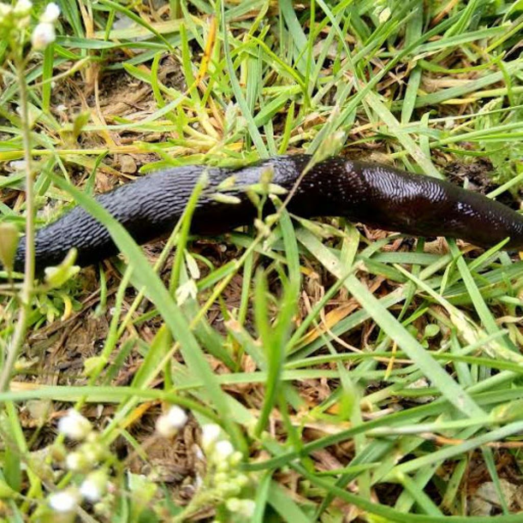 Limax sp.della Grecia